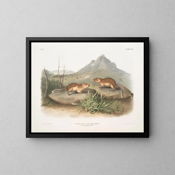 Spermophile tacheté, ardilla marmota de California, tamaño natural - John Woodhouse Audubon — cuadro enmarcado en la pared