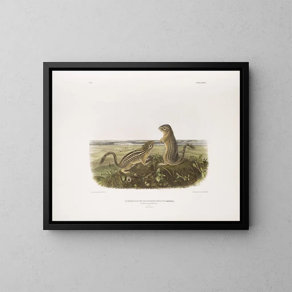 Spermophile à treize bandes, taille naturelle, mâle y hembra - John Woodhouse Audubon — cuadro enmarcado en la pared