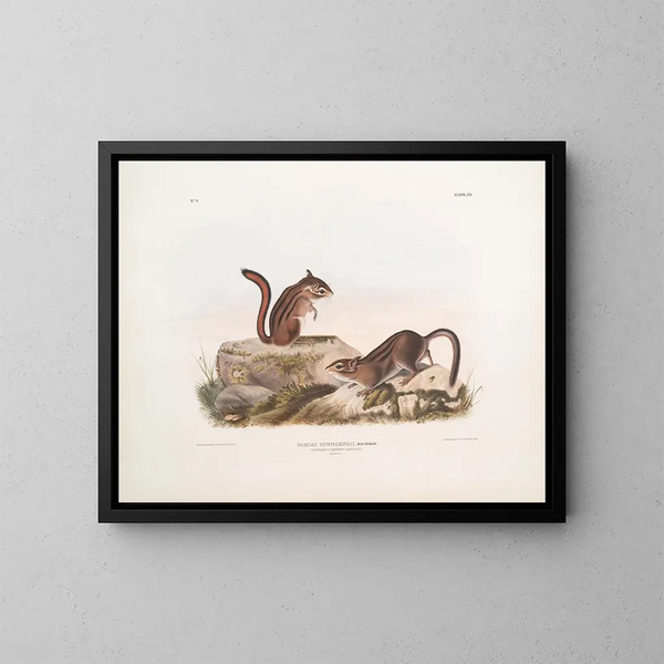 Squirrel terrestre de Townsend tamaño natural - John Woodhouse Audubon — cuadro enmarcado en la pared