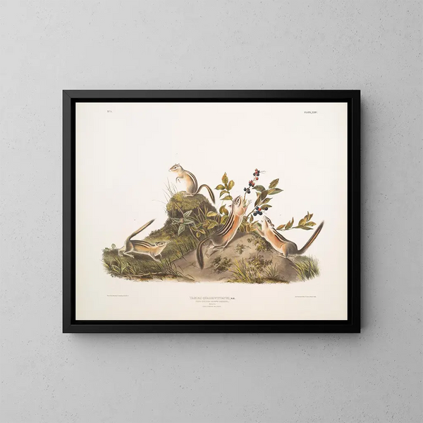 Ardilla terrestre a cuatro bandas - John Woodhouse Audubon — cuadro enmarcado en la pared