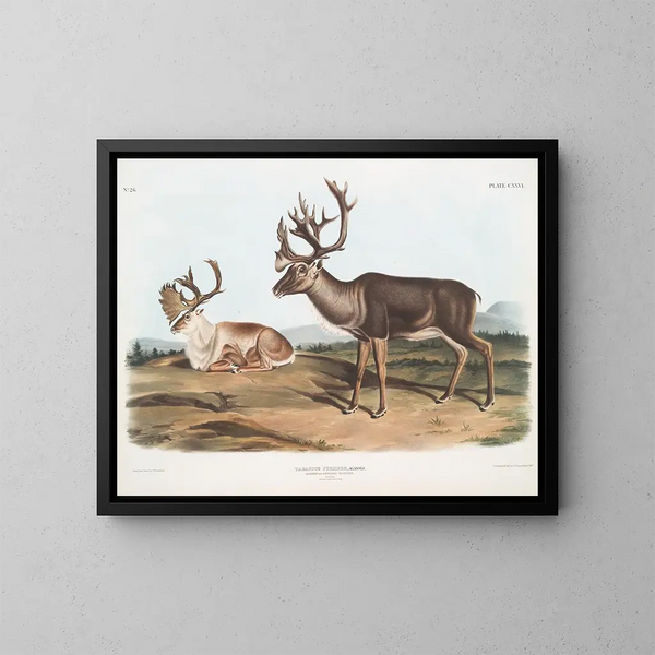Caribú o alce americano macho 1 pelaje de verano 2 pelaje de invierno - John Woodhouse Audubon — cuadro enmarcado en la pared