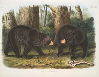 John Woodhouse Audubon - Ursus Americanus American Black Bear Male  female.webp