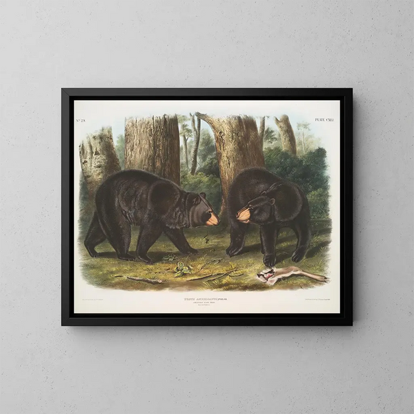 Ours negro americano macho y hembra - John Woodhouse Audubon — cuadro enmarcado en la pared