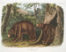 Ours noir américain variedad canela macho y hembra - John Woodhouse Audubon — vista de la obra