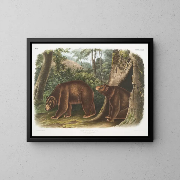 Ours noir américain variedad canela macho y hembra - John Woodhouse Audubon — cuadro enmarcado en la pared