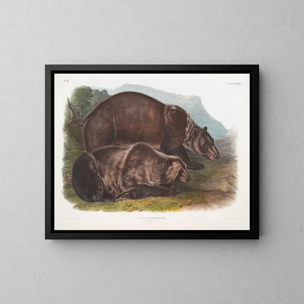 Ours grizzly mâle - John Woodhouse Audubon — cuadro enmarcado en la pared