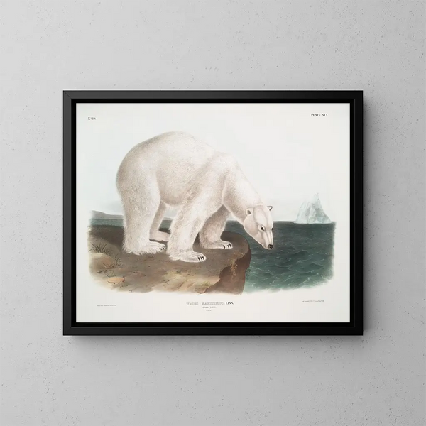 Ours polaire macho - John Woodhouse Audubon — cuadro enmarcado en la pared