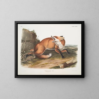 John Woodhouse Audubon - Vulpes Fulvus American RedFox Male.webp