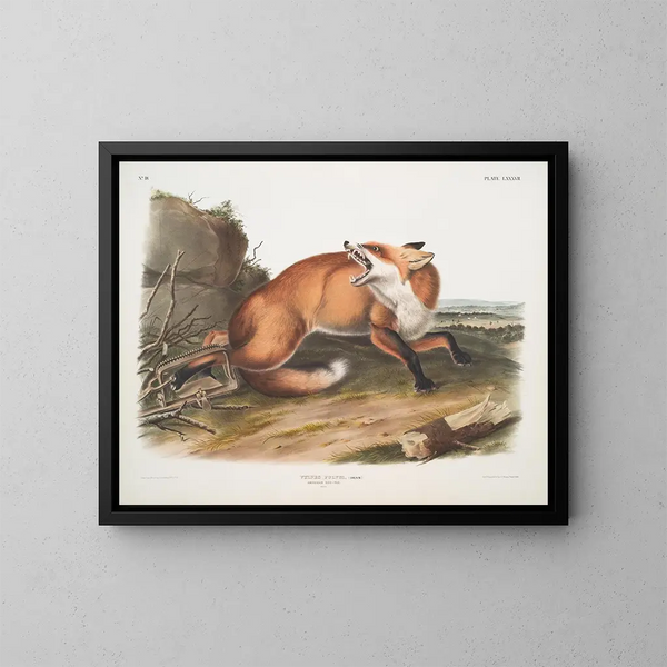 Zorro rojo americano macho - John Woodhouse Audubon — cuadro enmarcado en la pared