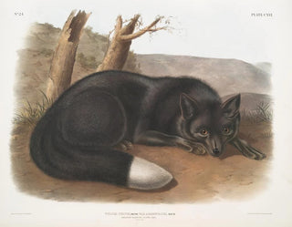 John Woodhouse Audubon - Vulpes fulvus American Black or Silver Fox.webp