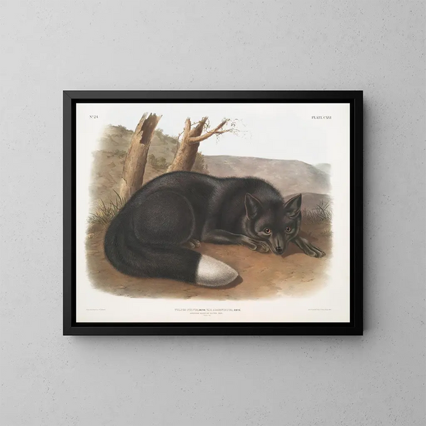 Zorro negro o plata americana - John Woodhouse Audubon — cuadro enmarcado en la pared