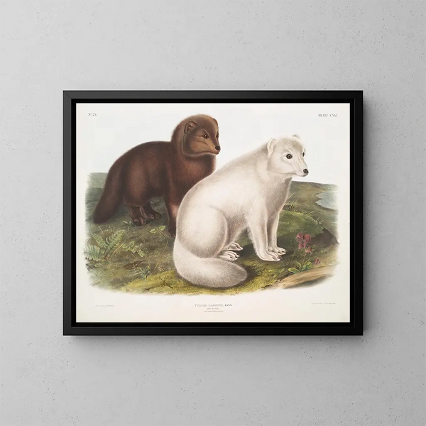 Zorro ártico en invierno y verano - John Woodhouse Audubon — cuadro enmarcado en la pared