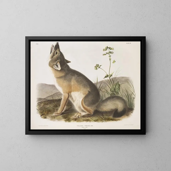 Zorro rápido tamaño natural macho - John Woodhouse Audubon — cuadro enmarcado en la pared