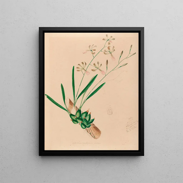 Joo Barbosa Rodrigues - Iconographie des orchidees du Bresil Pl10.webp