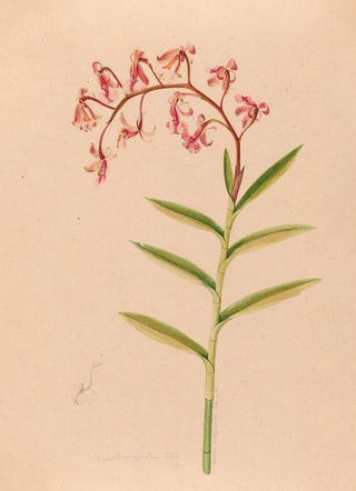 Joo Barbosa Rodrigues - Iconographie des orchidees du Bresil Pl18.webp