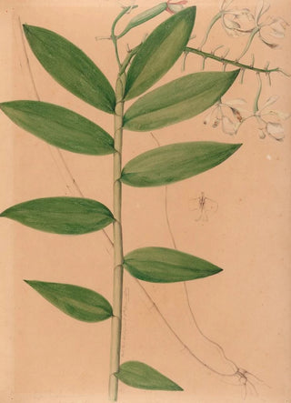 Joo Barbosa Rodrigues - Iconographie des orchidees du Bresil Pl19.webp