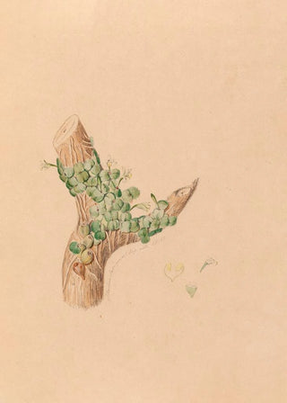 Joo Barbosa Rodrigues - Iconographie des orchidees du Bresil Pl56.webp