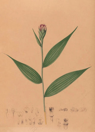 Joo Barbosa Rodrigues - Iconographie des orchidees du Bresil Pl57.webp