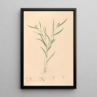 Joo Barbosa Rodrigues - Iconographie des orchidees du Bresil Pl58.webp