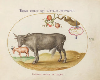 Joris Hoefnagel - A Bull and a Horned Animal.webp