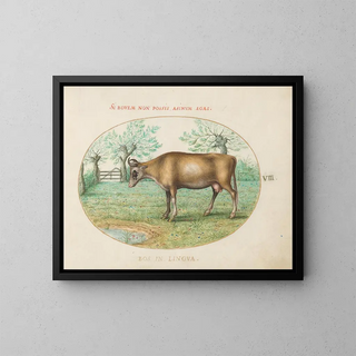 Joris Hoefnagel - A Cow.webp