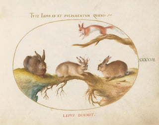 Joris Hoefnagel - A Hare Jackalope a Rabbit and a Spotted Squirrel.webp