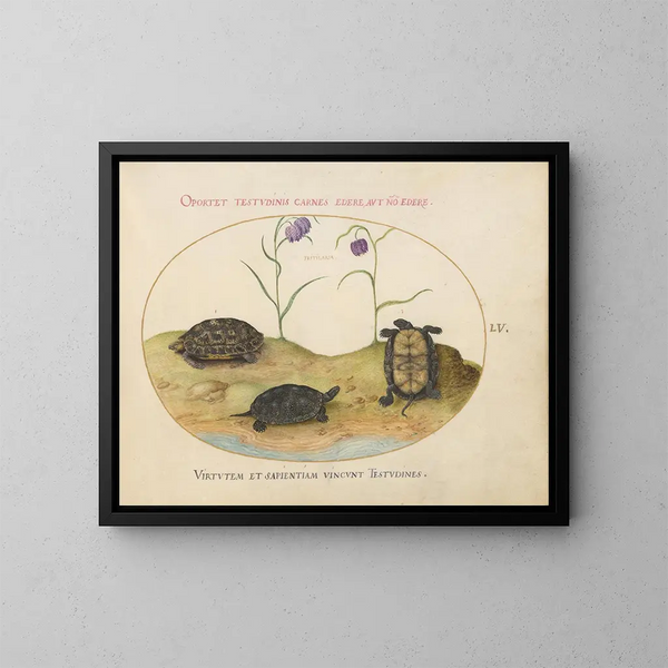 Una tortuga de Hermann o tortuga griega, dos tortugas de mar europeas y dos fritilares - Joris Hoefnagel — cuadro enmarcado en la pared