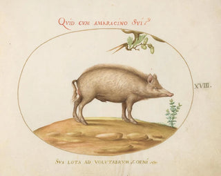 Joris Hoefnagel - A Pig with Acorns.webp