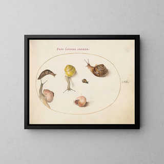 Joris Hoefnagel - A Slug with Snails.webp