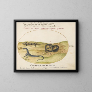 Joris Hoefnagel - A Snake a Fire Salamander and a Snakelike Creature with Two Legs.webp