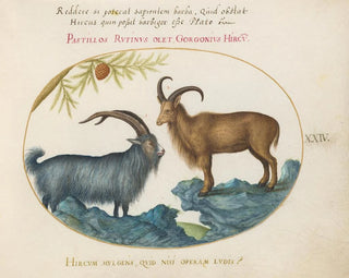 Joris Hoefnagel - A Wild Goat and a Barbary Sheep.webp