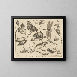 Joris Hoefnagel - Archetypa studiaque patris Georgii Hoefnagelii Pl02.webp