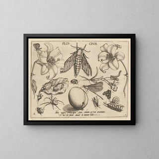 Joris Hoefnagel - Archetypa studiaque patris Georgii Hoefnagelii Pl10.webp
