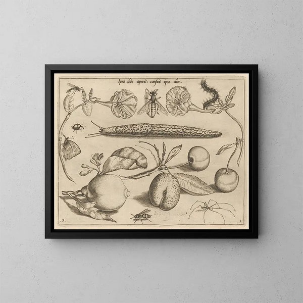 Archetypes and Studies of Father Georgius Hoefnagel Pl11 - Joris Hoefnagel — framed artwork on a wall