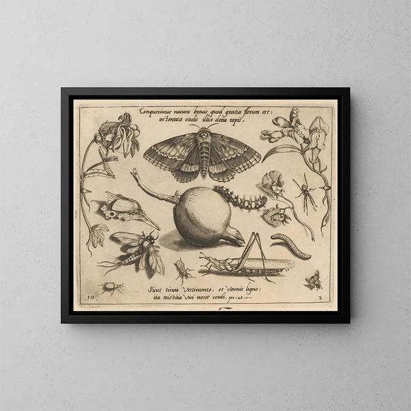 Archetypes and studies of Father Georgius Hoefnagel - Joris Hoefnagel — framed artwork on a wall