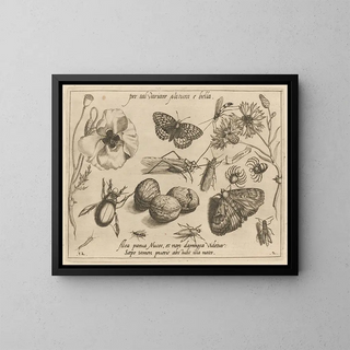 Joris Hoefnagel - Archetypa studiaque patris Georgii Hoefnagelii Pl16.webp