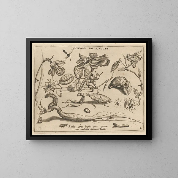 Archétypes et études du père Georgius Hoefnagel, Pl. 17 - Joris Hoefnagel — framed artwork on a wall