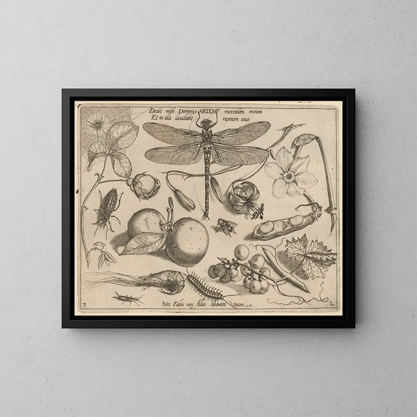 Archetypes and studies of Father Georgius Hoefnagel - Joris Hoefnagel — framed artwork on a wall