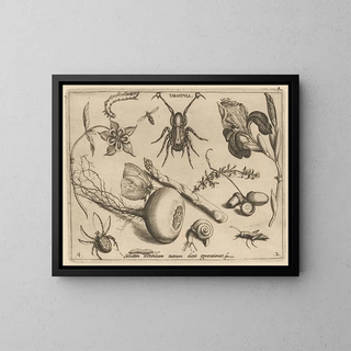 Joris Hoefnagel - Archetypa studiaque patris Georgii Hoefnagelii Pl19.webp