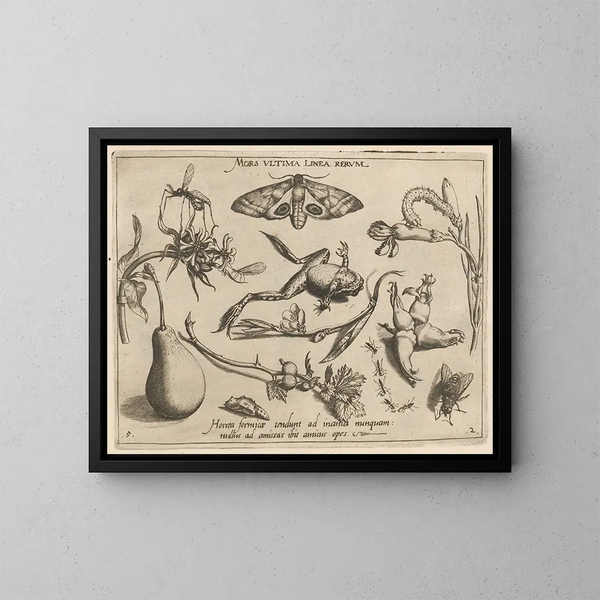 Archetypes and studies of Father Georgius Hoefnagelius Pl20 - Joris Hoefnagel — framed artwork on a wall