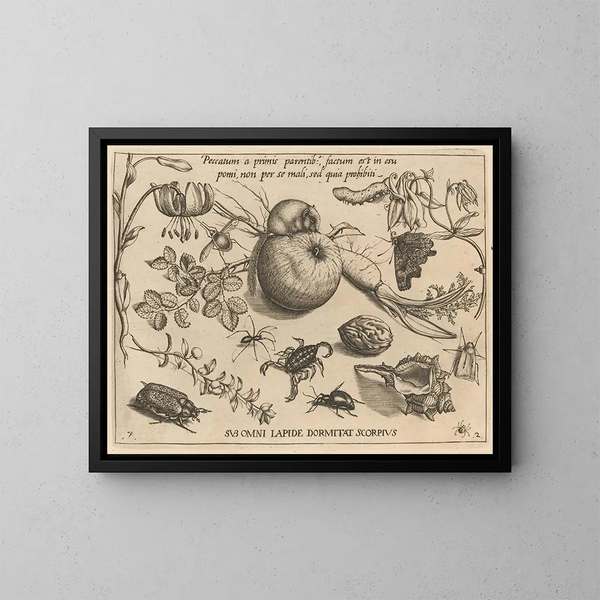 Archetypes and studies of Father Georgius Hoefnagel - Joris Hoefnagel — framed artwork on a wall