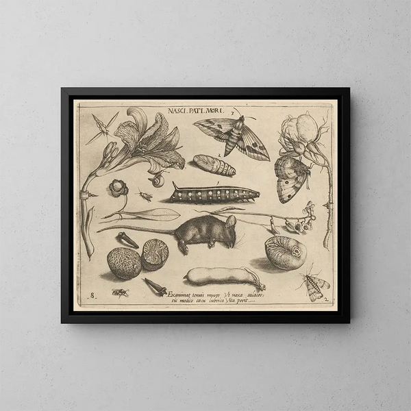 Archetypes and studies of Father Georgius Hoefnagel - Joris Hoefnagel — framed artwork on a wall