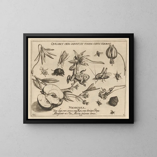 Joris Hoefnagel - Archetypa studiaque patris Georgii Hoefnagelii Pl27.webp