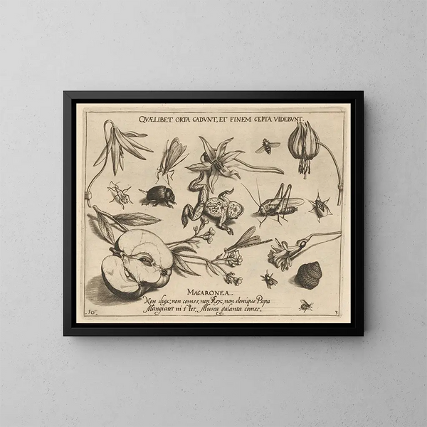 Archetypes and studies of Father Georgius Hoefnagel Pl27 - Joris Hoefnagel — framed artwork on a wall