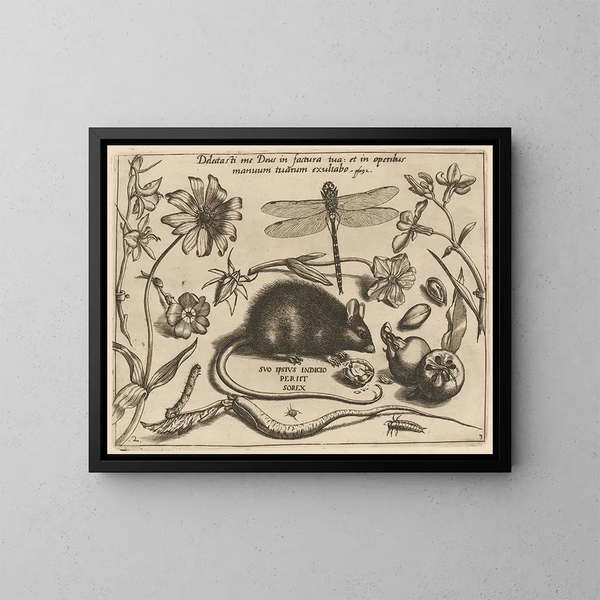 Archetypes and studies of Father Georgius Hoefnagel - Joris Hoefnagel — framed artwork on a wall