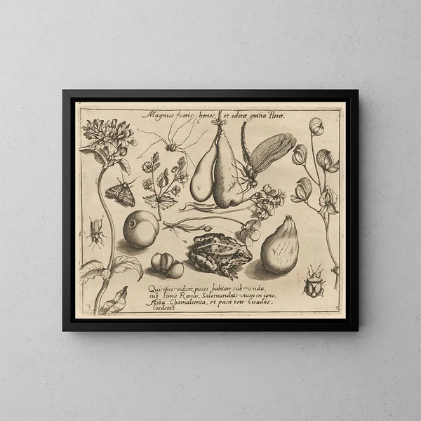 Archétypes et études du père Georgius Hoefnagel Pl31 - Joris Hoefnagel — framed artwork on a wall