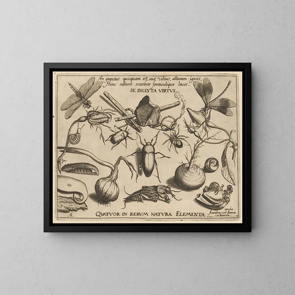 Archetypes and studies of Father Georgius Hoefnagel - Joris Hoefnagel — framed artwork on a wall