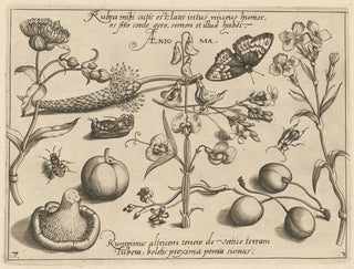 Joris Hoefnagel - Archetypa studiaque patris Georgii Hoefnagelii Pl35.webp