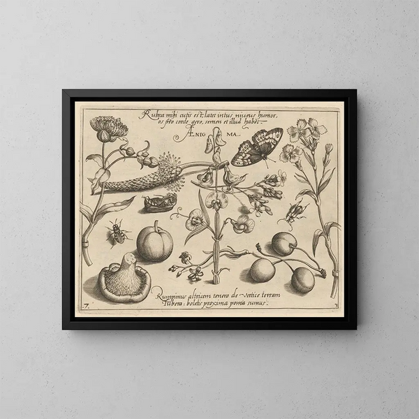 Archetypes and studies of Father Georgius Hoefnagel - Joris Hoefnagel — framed artwork on a wall