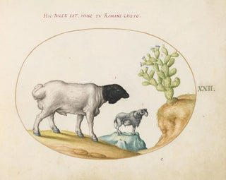 Joris Hoefnagel - Blackhead Persian Sheep and a Sheep with a Long Tail with a Cactus.webp